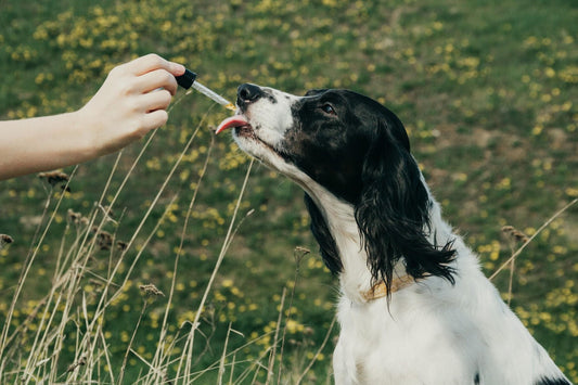 CBD For Pets – The Complete Guide to CBD for Pets & Dogs