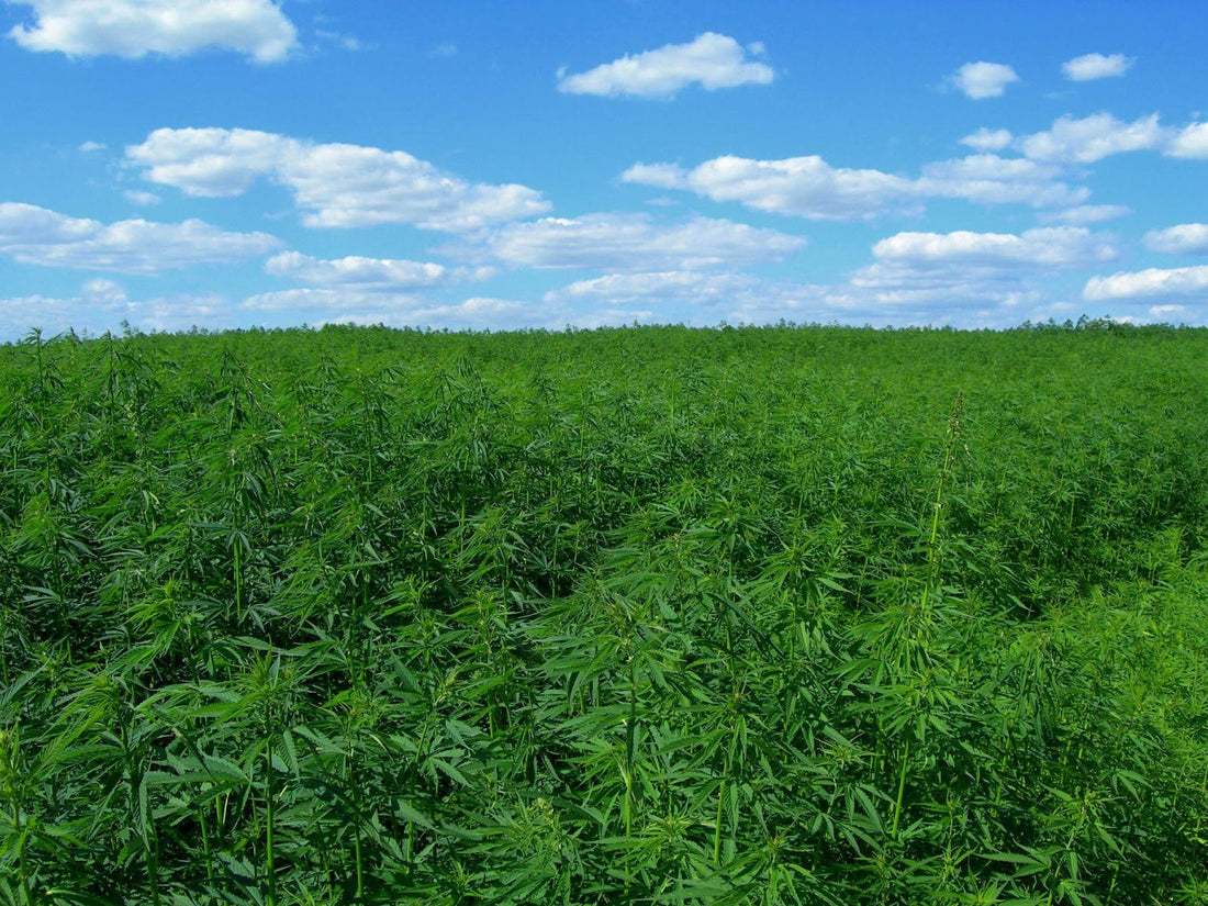 Hemp CBD vs Marijuana CBD