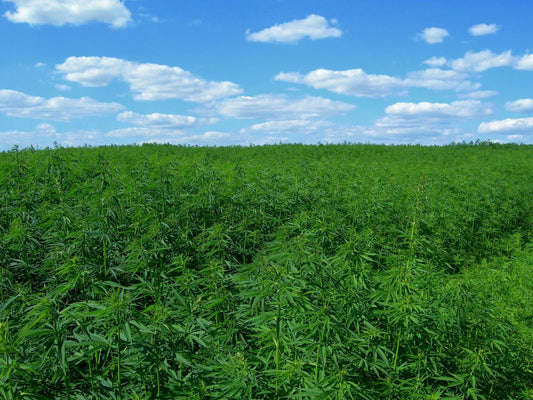 Hemp CBD vs Marijuana CBD