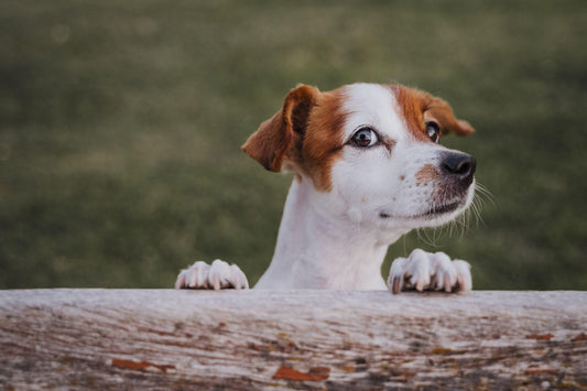 What Are CBD Dog Treats