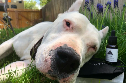 How Much CBD Oil Should I Give My Dog