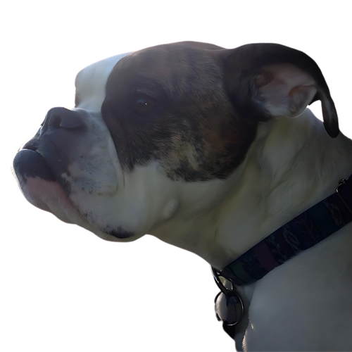 Close-up of a dog, Kali, our muse and reason for starting color up - wearing a collar on a white background