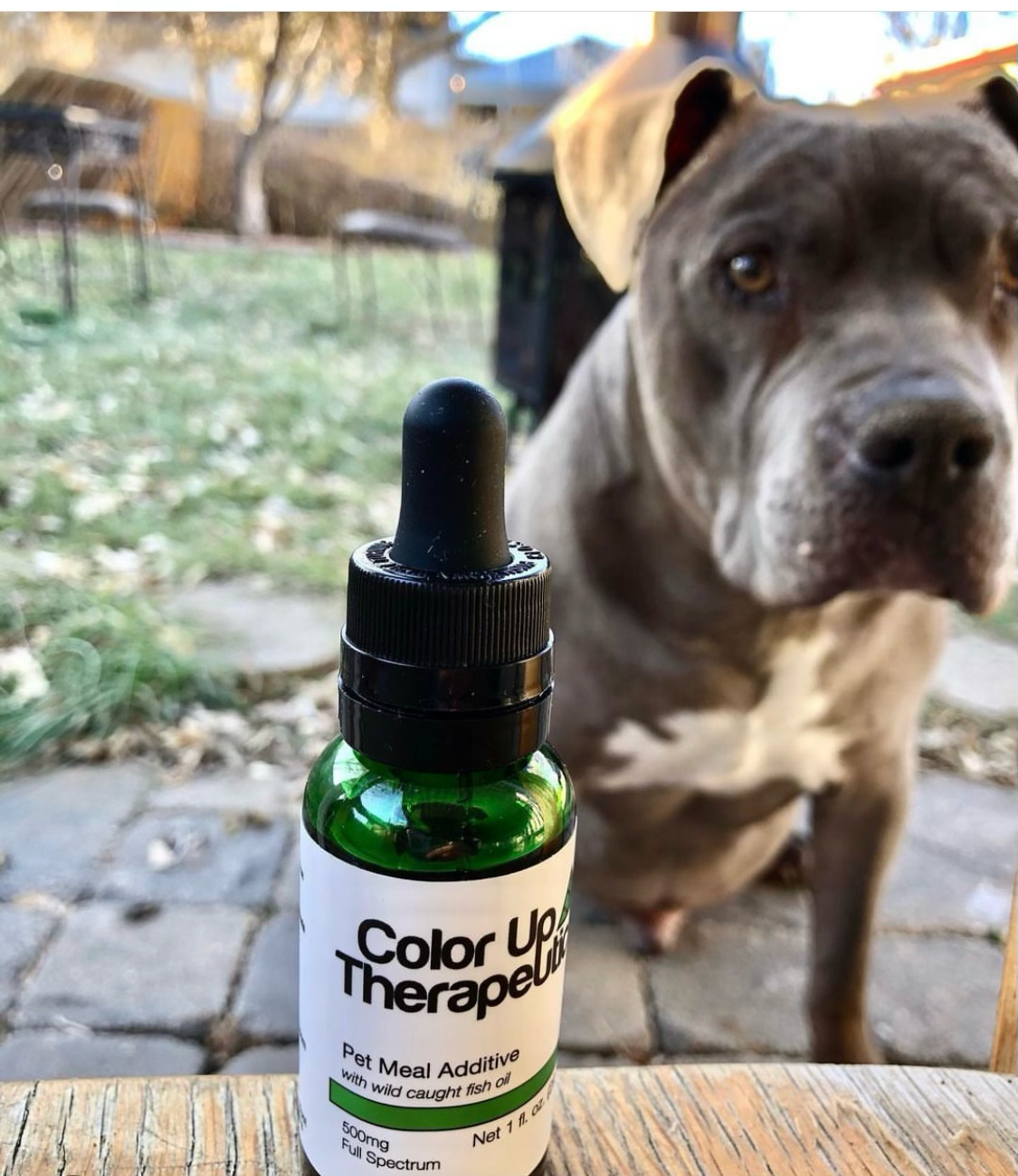 Bottle of Color Up Therapeutics pet meal additive with a dog in the background