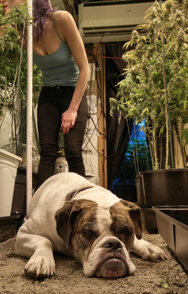 Kali the dog lying on the ground with a person, owner Shauna, standing in a greenhouse setting leaning over hemp plants.