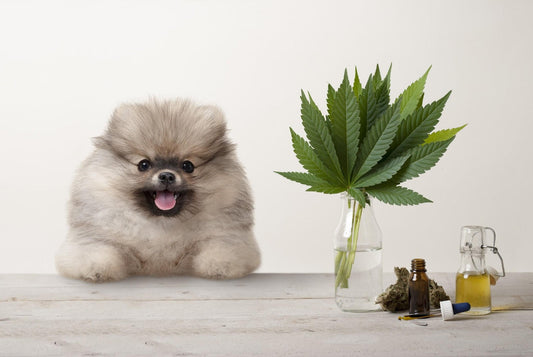 The Effects of CBD on Dogs