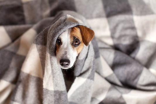 Can CBD Help With Your Dogs Anxiety CBD For Pets