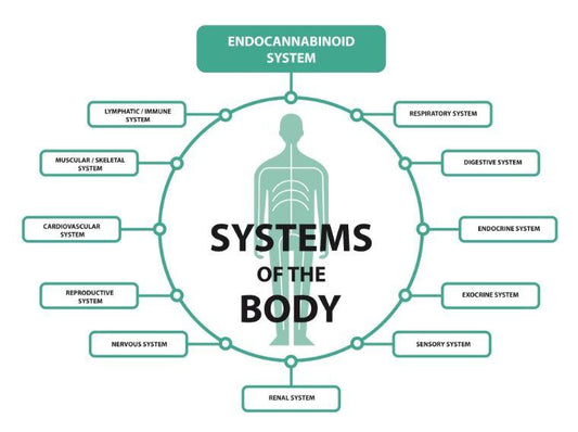 The Endocannabinoid System