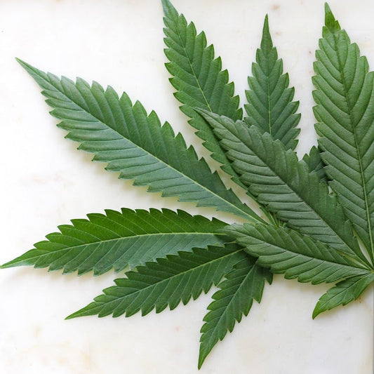 Top 5 Ways to Use CBD