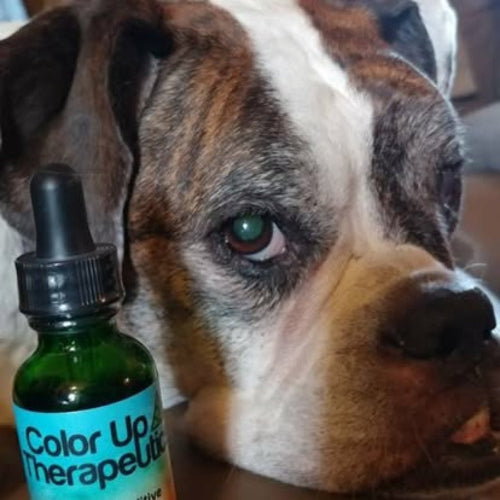 Kali the bulldog with a bottle labeled 'Color Up Therapeutics' on a wooden surface