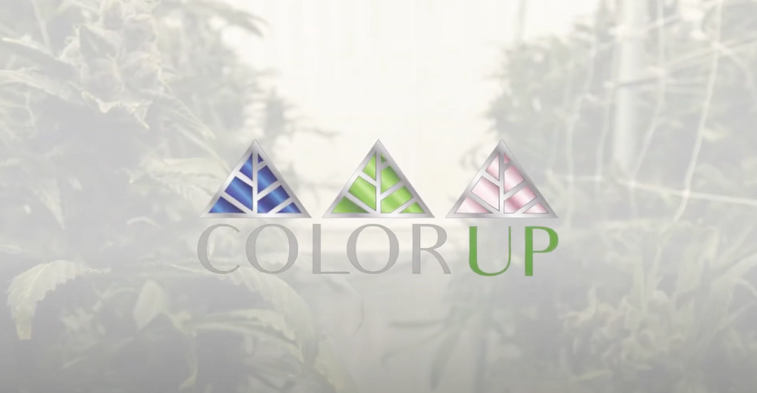 Made with Love" by Color Up