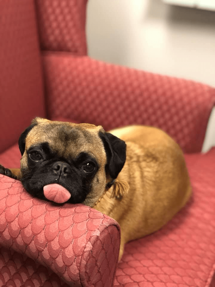 dog sitting in a red chair