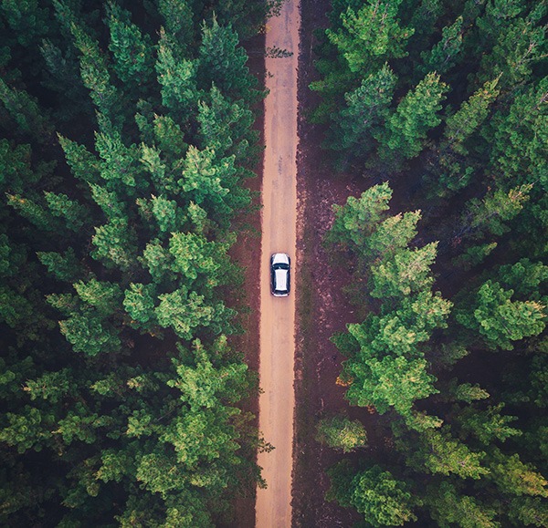 car driving in the forrest
