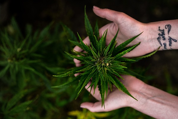 person holding weed plant