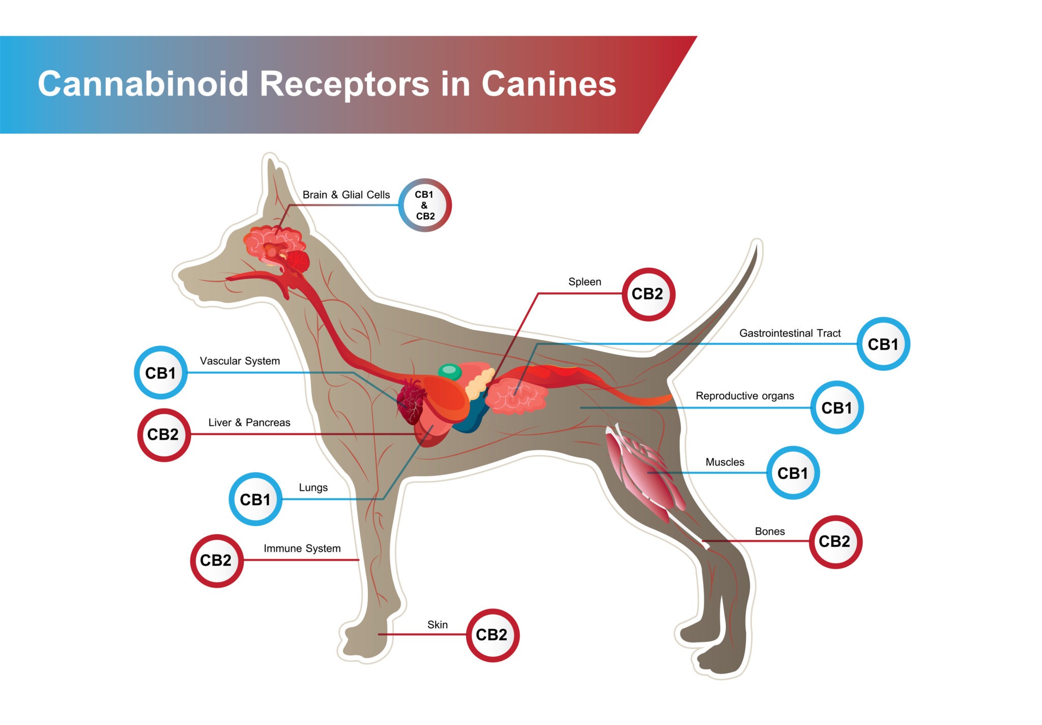 Diagram showing the CB1 & CB2 cannabinoid receptors in dogs
