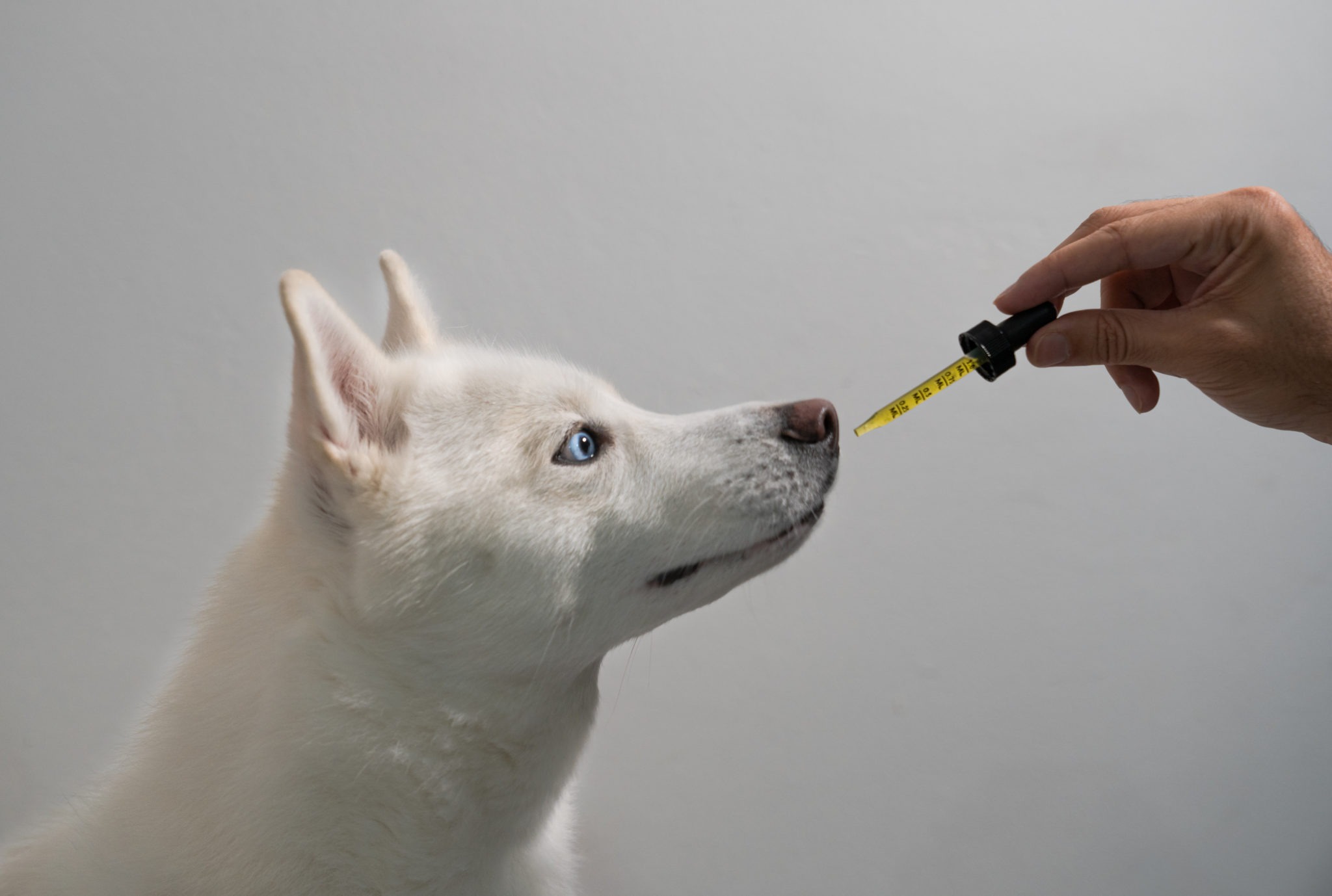 Dog taking CBD Hemp Oil from Tincture Dropper