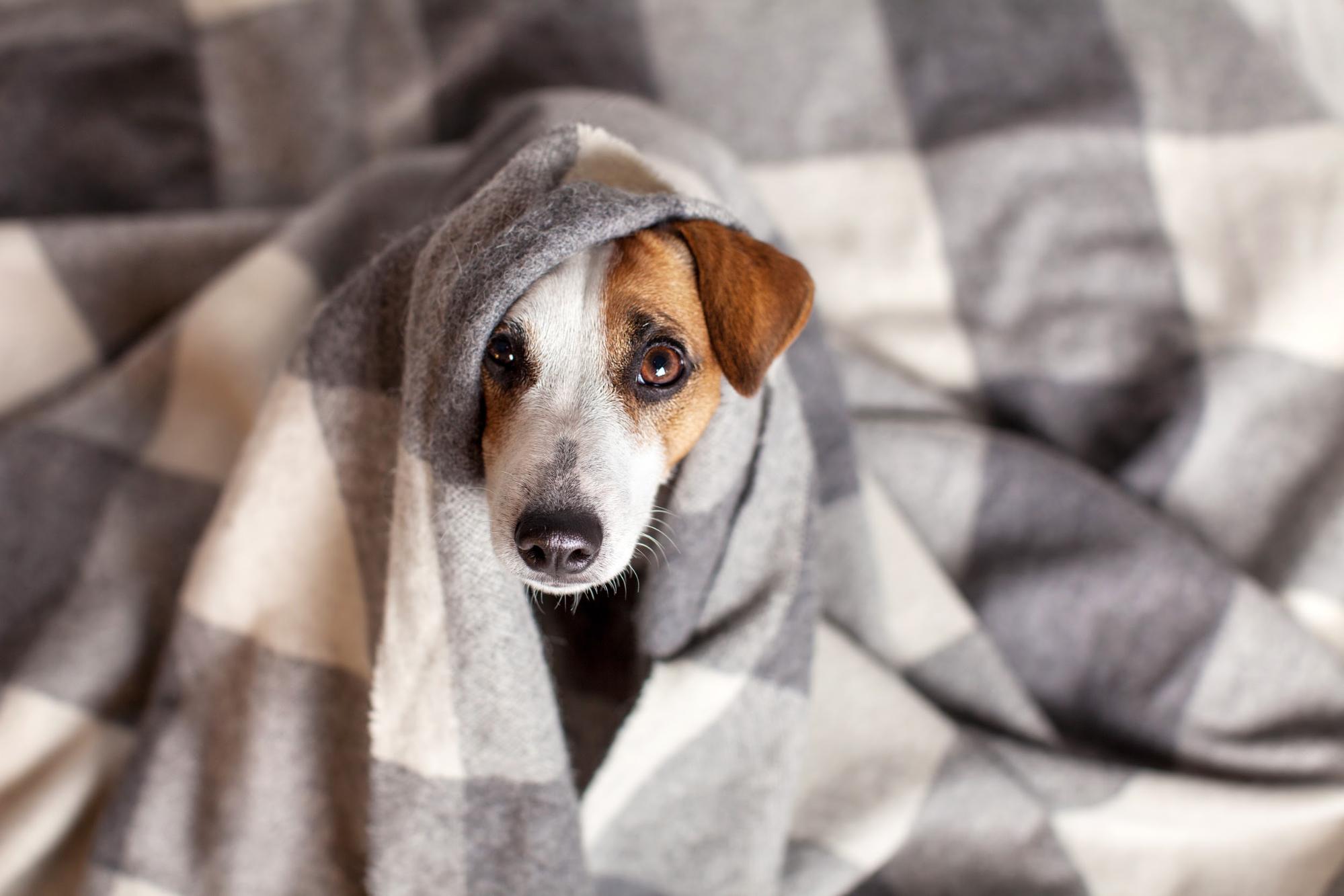 Dog anxiously hiding under blanket