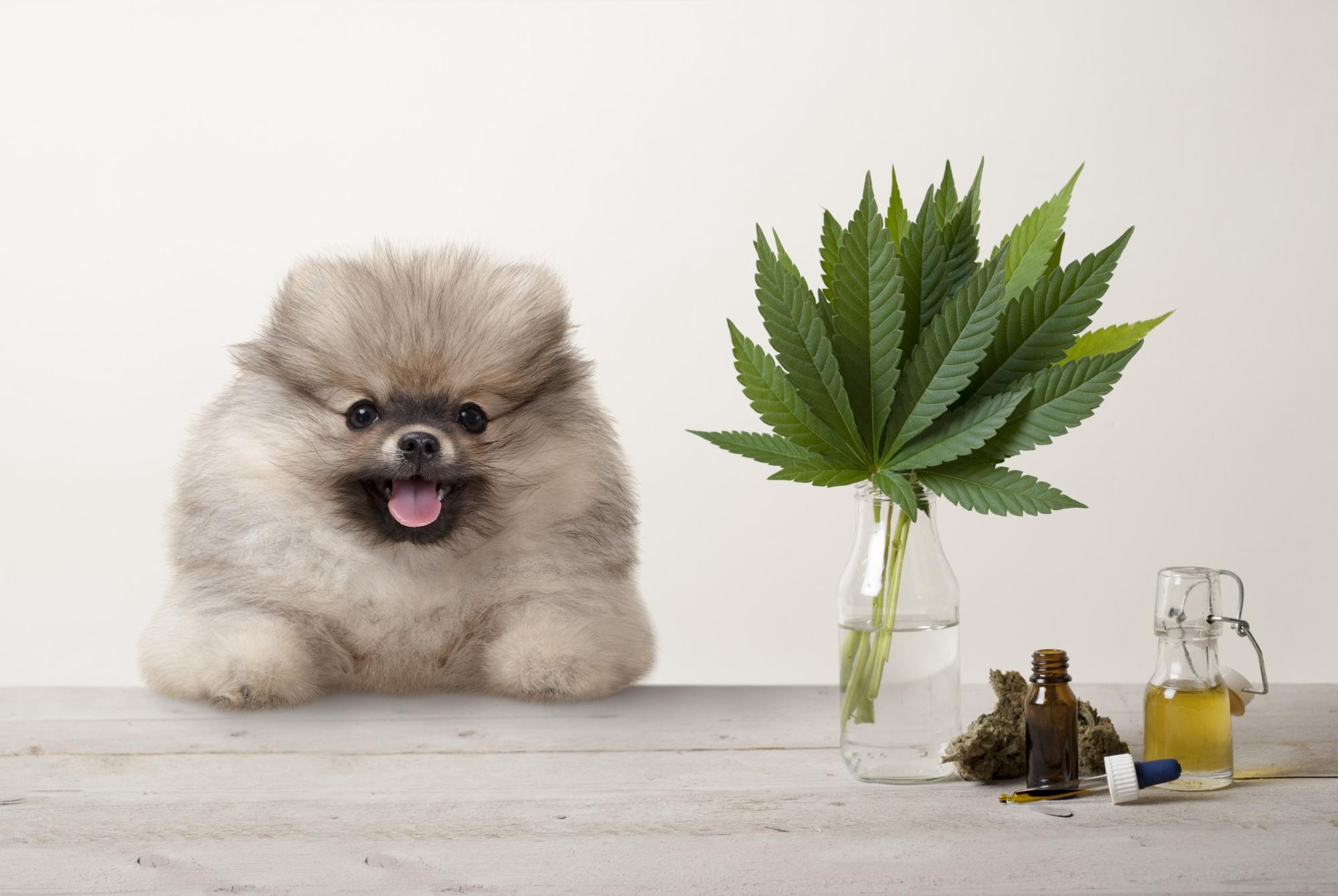 Dog with paws on table next to CBD oils and products