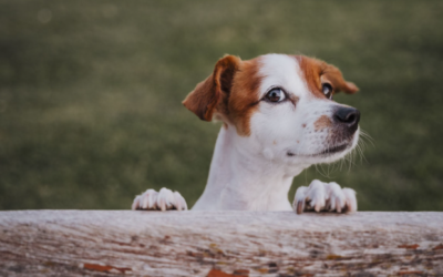 What Are CBD Dog Treats?